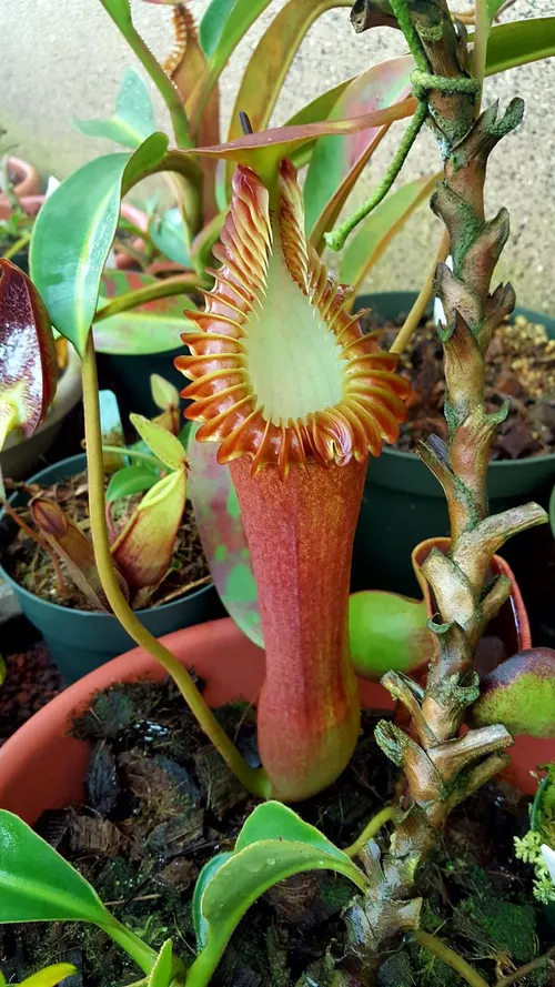 16. Nepenthes edwardsiana