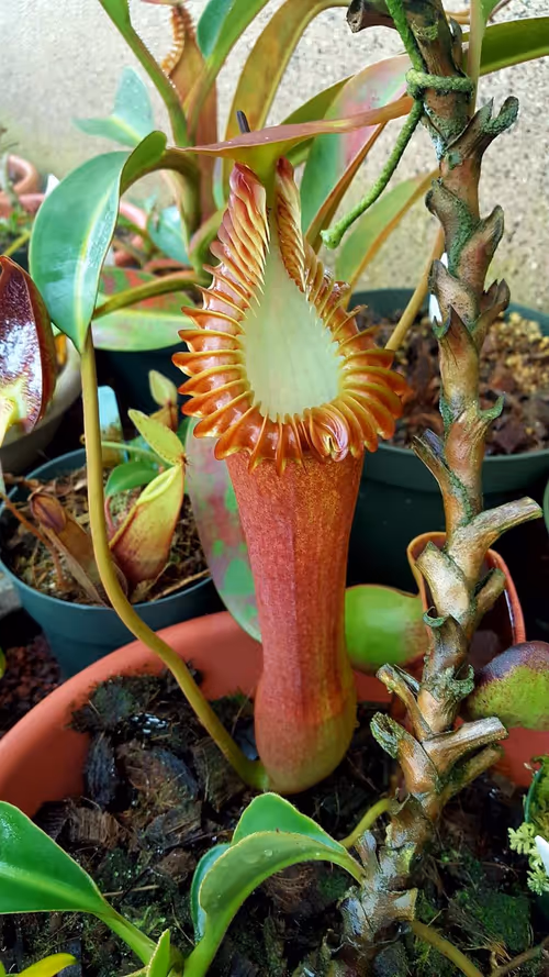 16. Nepenthes edwardsiana