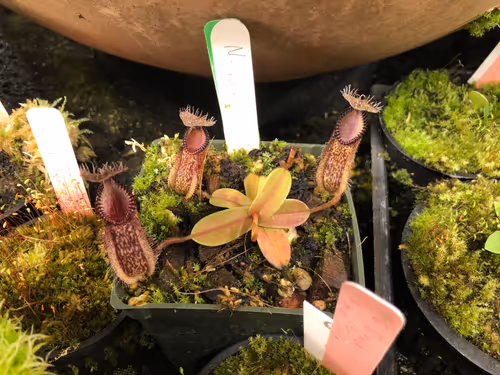16. Nepenthes hamata
