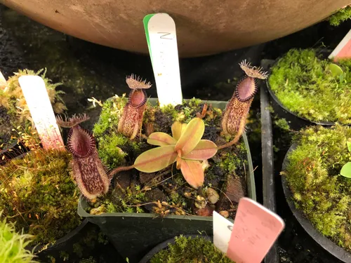 16. Nepenthes hamata