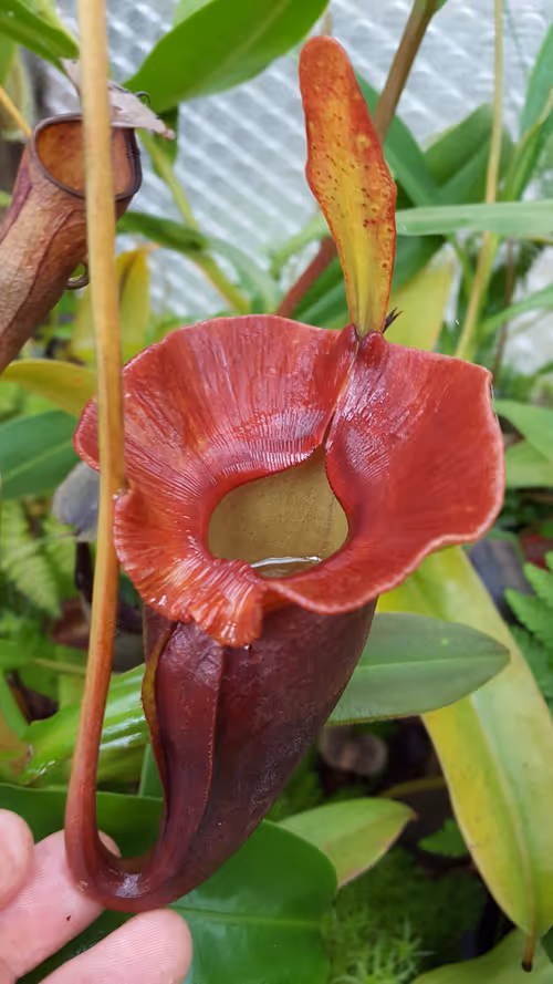 16. Nepenthes jacquelineae