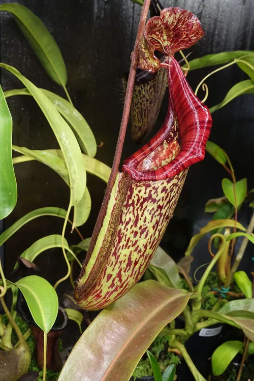 16. Nepenthes maxima