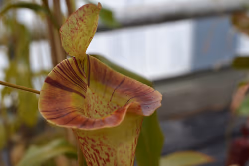 16. Nepenthes platychila upper pitcher displaying wide flared peristome. A beautiful plant!