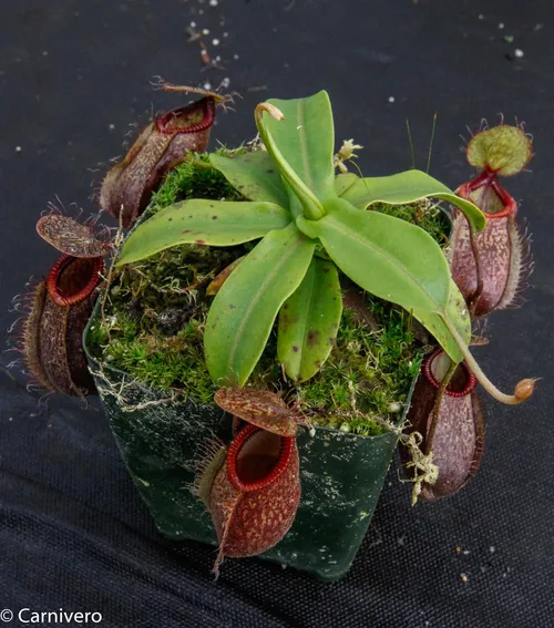 16. Nepenthes undulatifolia x hamata.