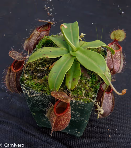 16. Nepenthes undulatifolia x hamata