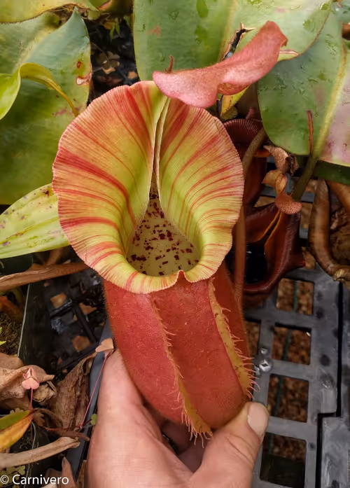 16. Nepenthes veitchii "Pink Candy Cane"