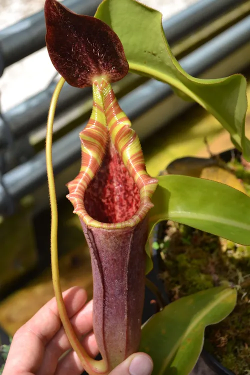 16. Nepenthes veitchii x lowii, a fantastic hybrid