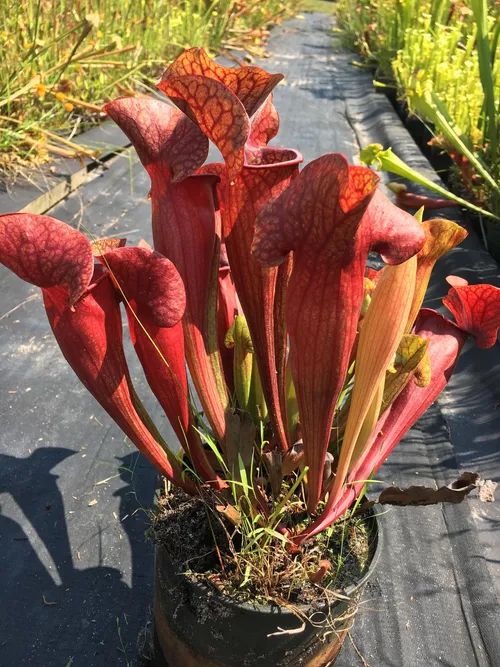 16. Sarracenia x catesbaei from Dinwiddie, VA (extinct site)