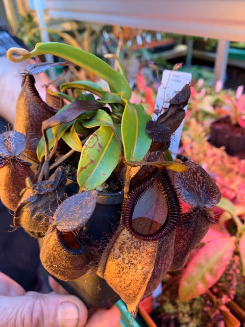 16. This is Andreas Wistubas cross, Nepenthes undulatifolia x hamata