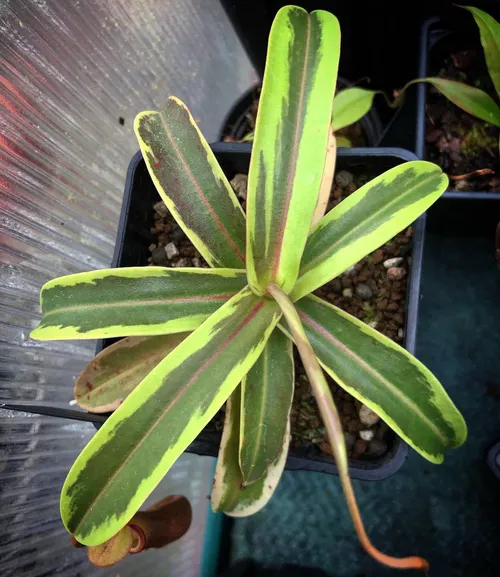 17 Nepenthes mapaluensis x ventricosa