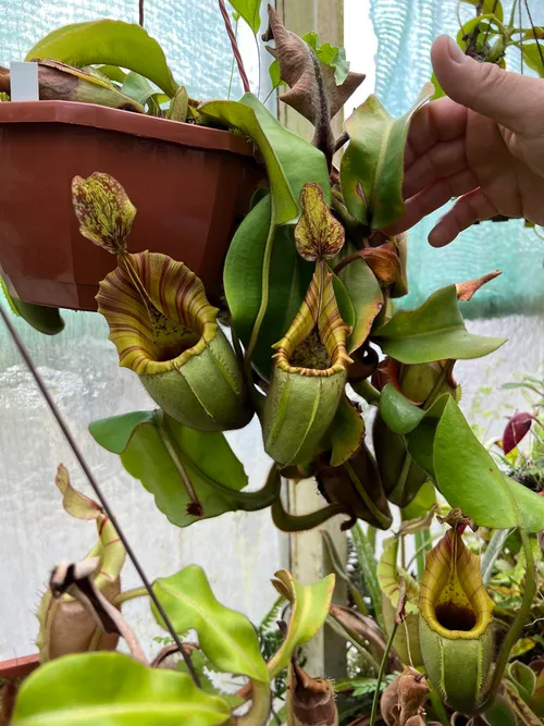 17. And this may have been the male parent, N. veitchii "Yamada"