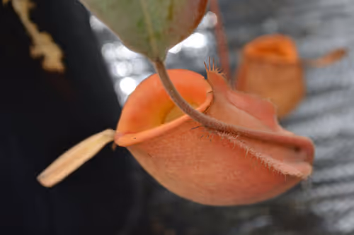 17. I spotted a nice little orange Nepenthes ampullaria down near the floor