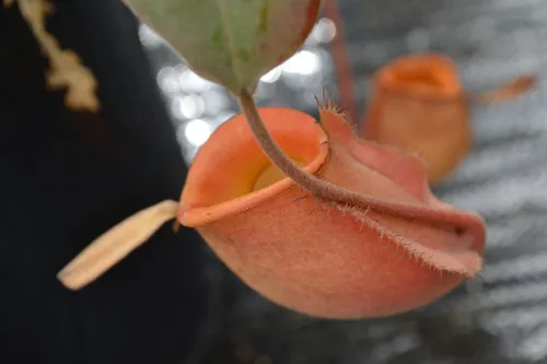 17. I spotted a nice little orange Nepenthes ampullaria down near the floor