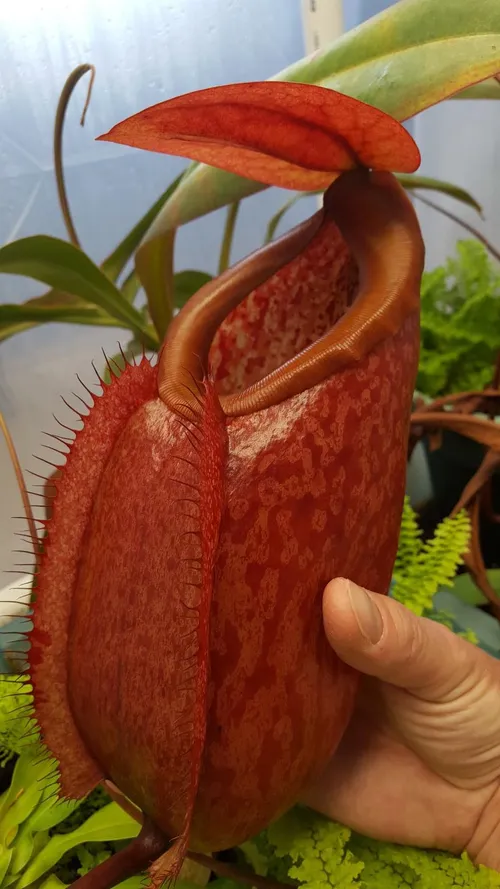 17. Nepenthes merrilliana