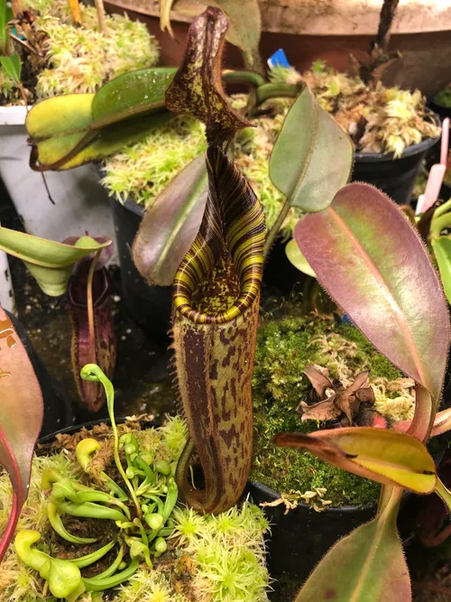 17. Nepenthes mollis (hurreliana)