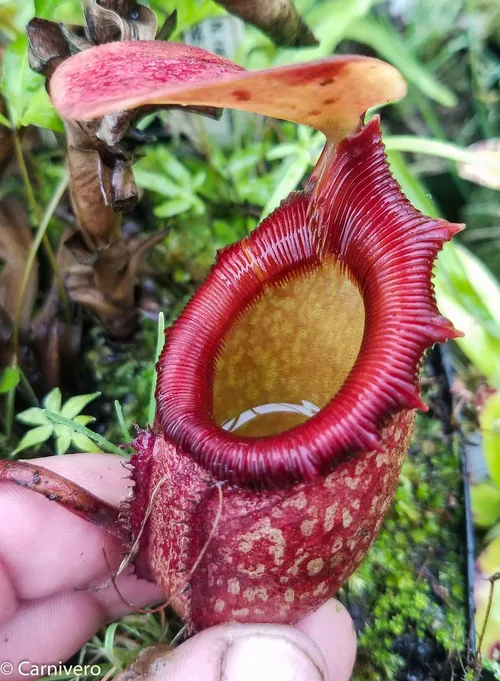 17. Nepenthes rajah "Kinabalu Ansow".