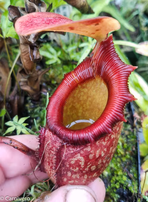 17. Nepenthes rajah "Kinabalu Ansow"