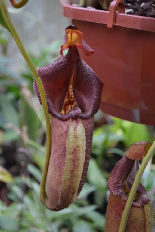 17. Nepenthes robcantleyi.