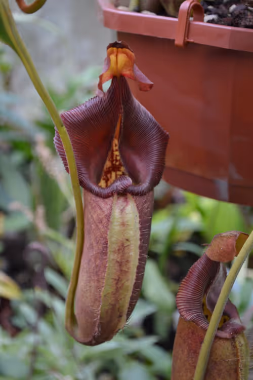 17. Nepenthes robcantleyi