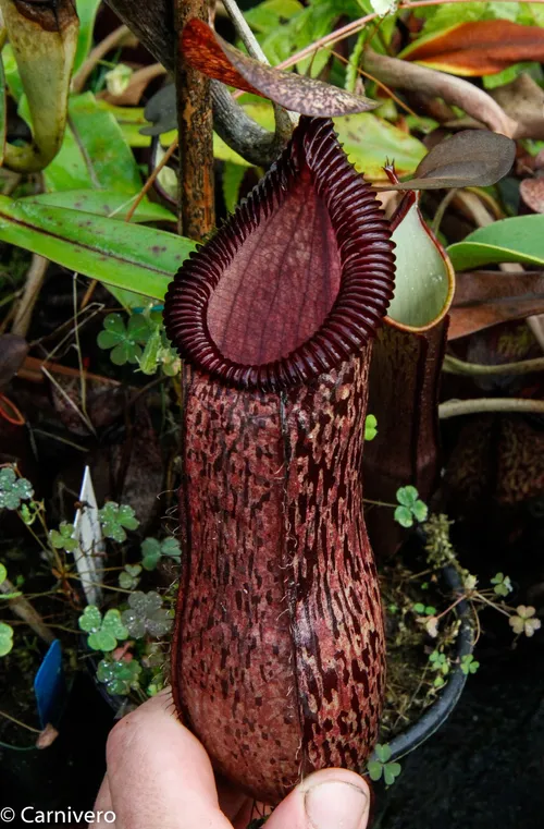 17. Nepenthes sibuyanensis x hamata, BESG (1 of 2).