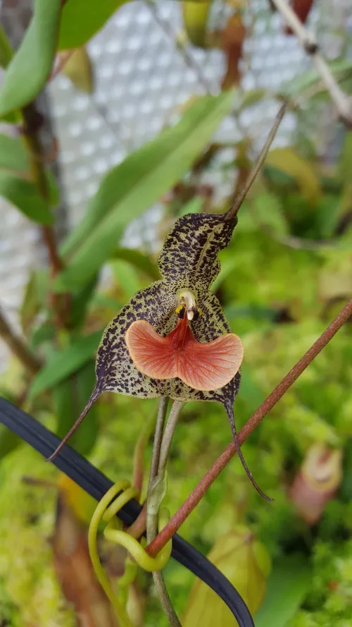 17. One of Simon's orchids