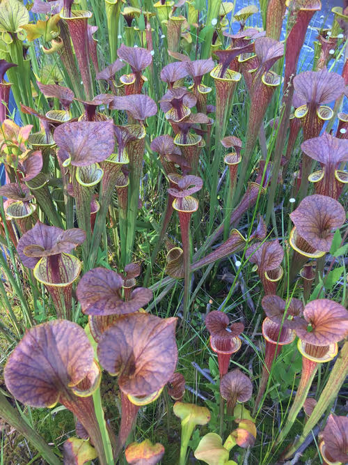17. Sarracenia flava butterscotch