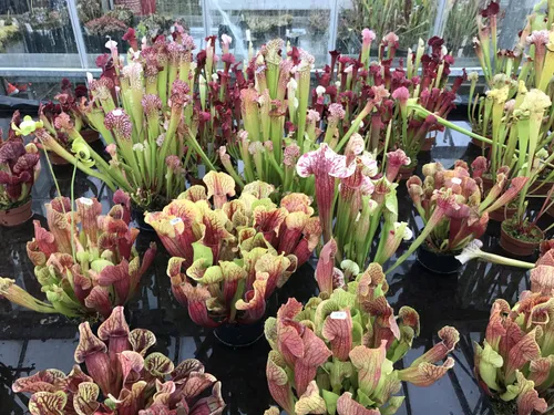 17. Sarracenia purpurea and its many hybrids.