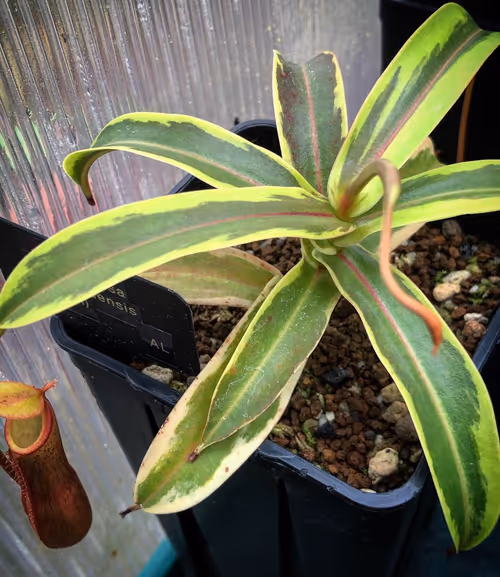 18 Nepenthes mapaluensis x ventricosa