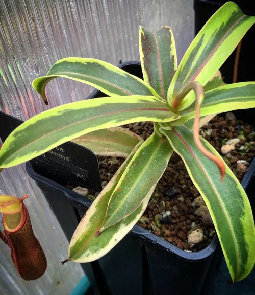 18 Nepenthes mapaluensis x ventricosa