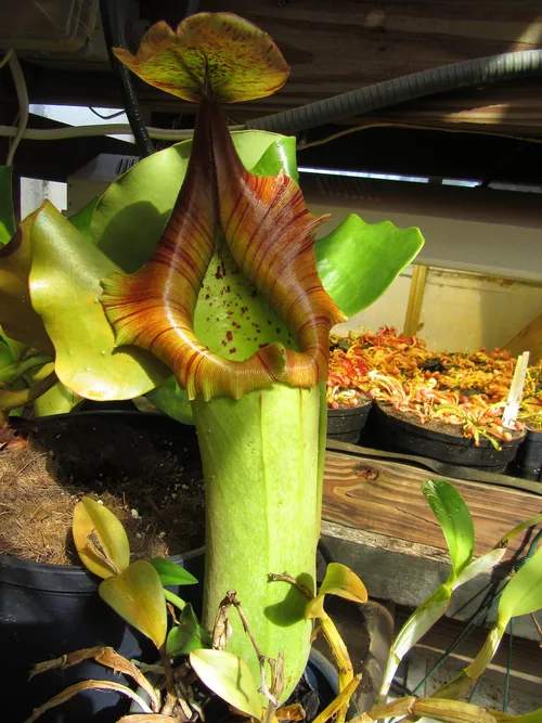 18. A giant Nepenthes truncata