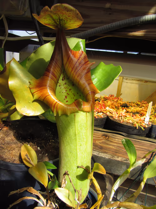 18. A giant Nepenthes truncata