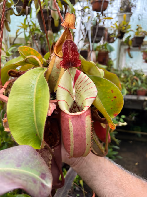 18. A very lovely N. veitchii 'Candy' x 'Candy'