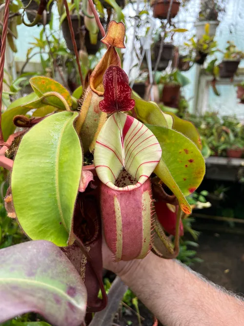 18. A very lovely N. veitchii "Candy" x "Candy"