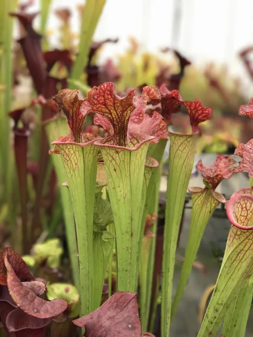 18. Another Sarracenia x moorei cross.