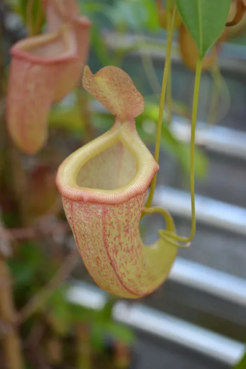 18. Nepenthes 'Emmarene' (N. khasiana x ventricosa)