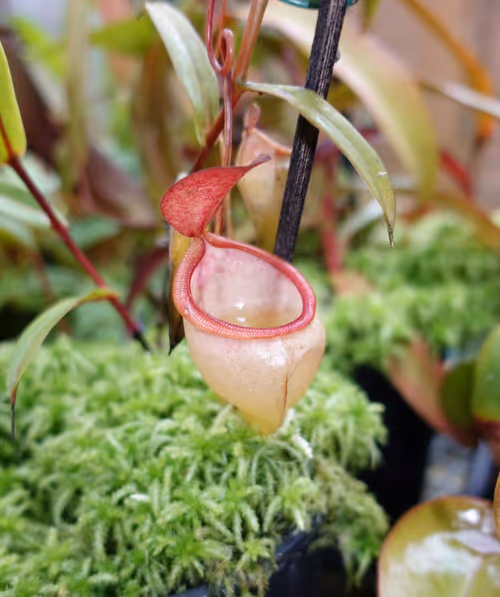 18. Nepenthes pitopangii