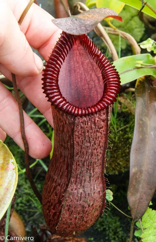 18. Nepenthes sibuyanensis x hamata, BESG (2 of 2).