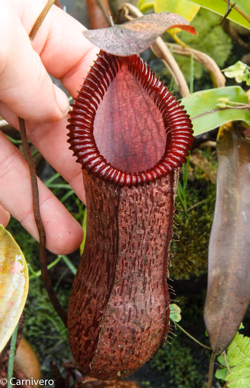 18. Nepenthes sibuyanensis x hamata, BESG (2 of 2)