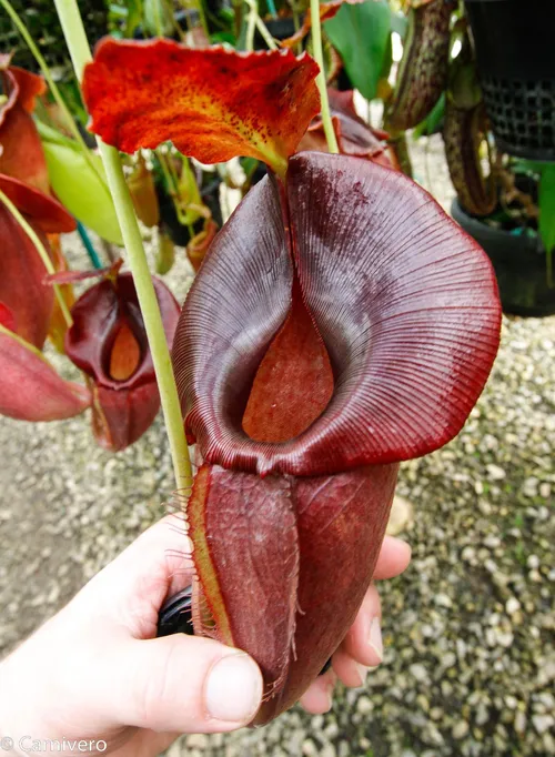 18. Nepenthes spathulata x jacquelineae, Borneo Exotics.