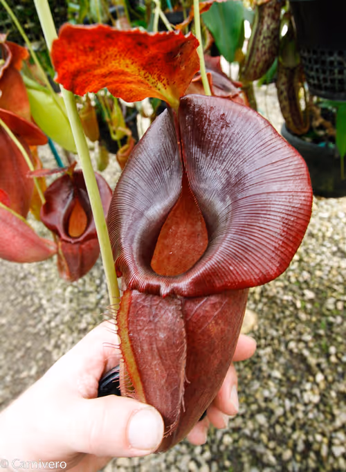 18. Nepenthes spathulata x jacquelineae, Borneo Exotics
