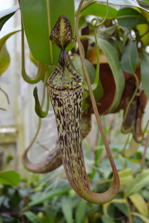 18. Nepenthes spec. Murud. Christian observed that this should be N. vogelii, but clearly it is not - it's more like N. fusca or N. platychila