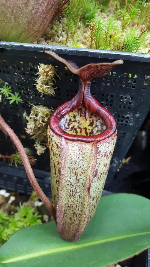 18. Nepenthes x alisaputrana (rajah x burbidgeae)