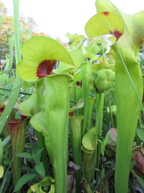 18. One of Phil Sheridans Sarracenia crosses