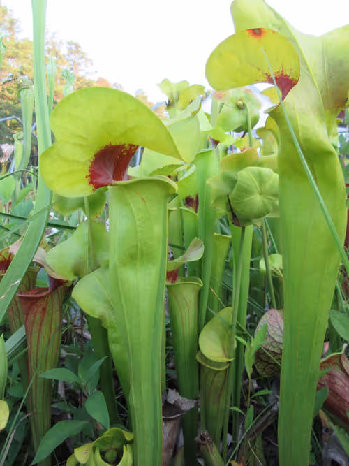 18. One of Phil Sheridans Sarracenia crosses