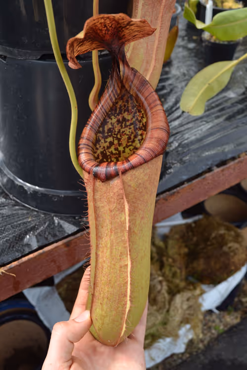 18. Probably the biggest plant I saw during my visit - Nepenthes truncata x merrilliana