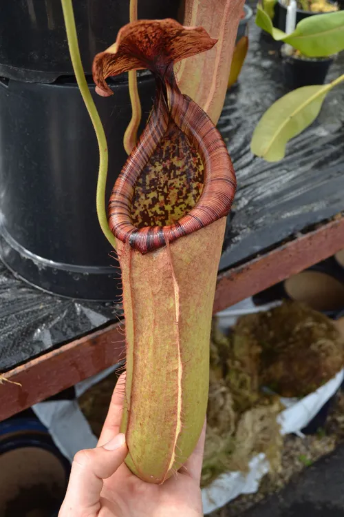 18. Probably the biggest plant I saw during my visit - Nepenthes truncata x merrilliana