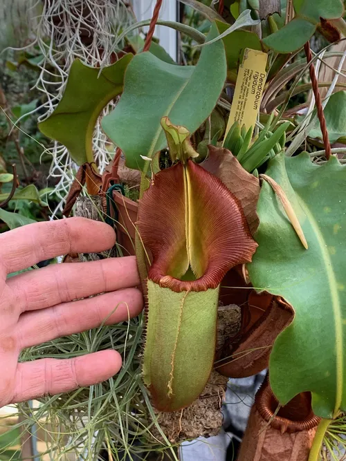 19. A nice N. veitchii with flared, copper-coloured peristome