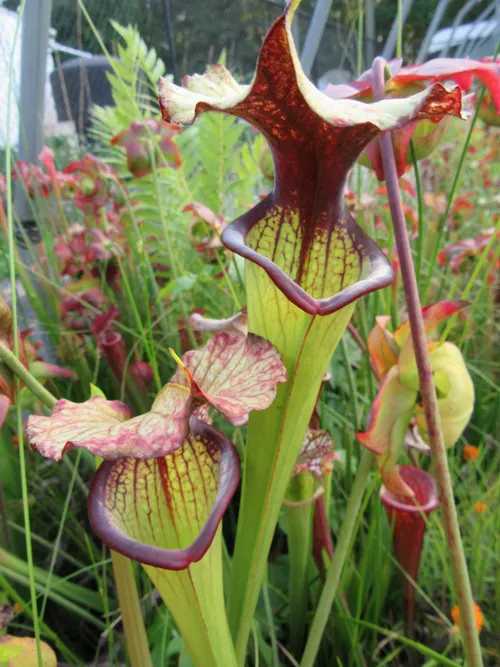 19. An unknown Sarracenia cross by Phil Sheridan