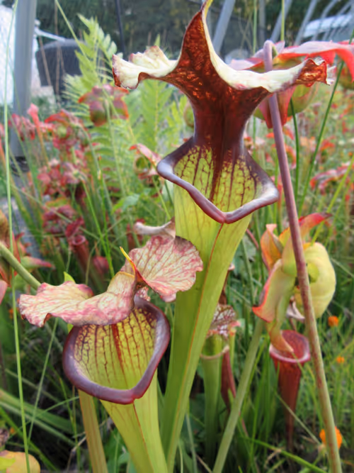 19. An unknown Sarracenia cross by Phil Sheridan