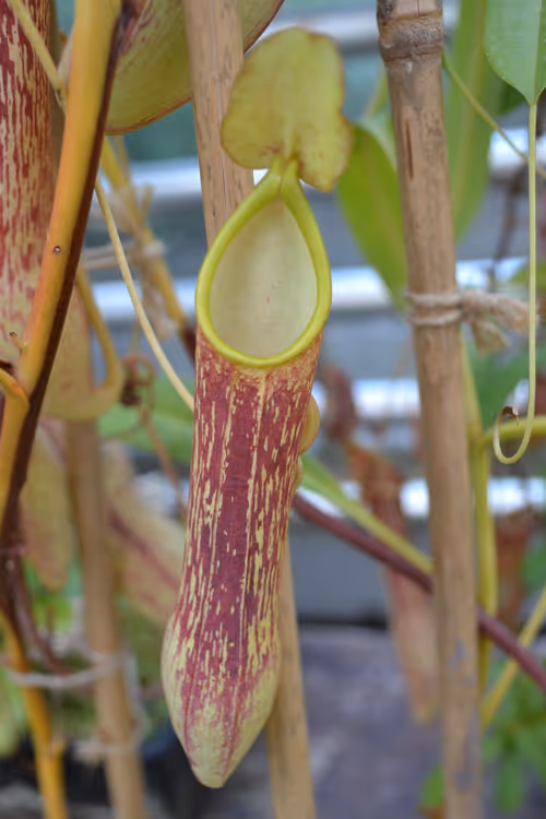 19. Nepenthes copelandii